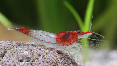 Red Rili shrimp 